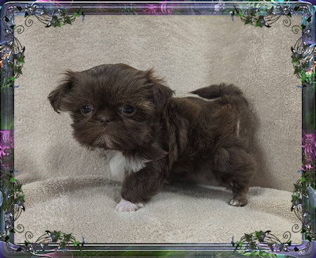 Tiny little female chinese imperial shih tzu puppies for sale teacup